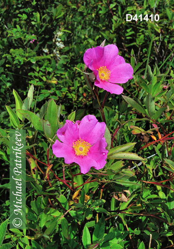 Smooth Rose (Rosa blanda)